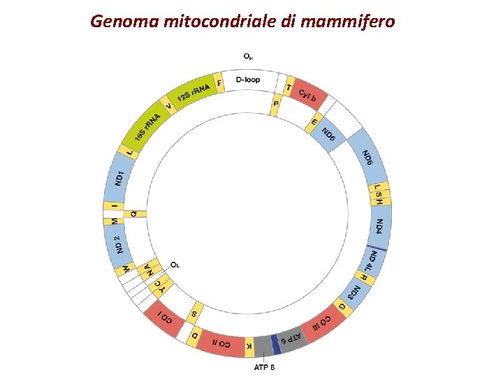 Genoma mitocondriale di mammifero 