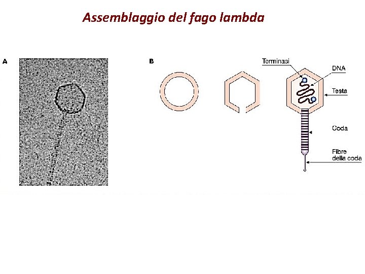 Assemblaggio del fago lambda 