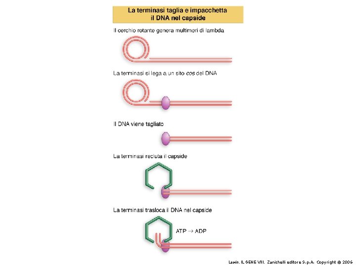 Lewin, IL GENE VIII, Zanichelli editore S. p. A. Copyright © 2006 