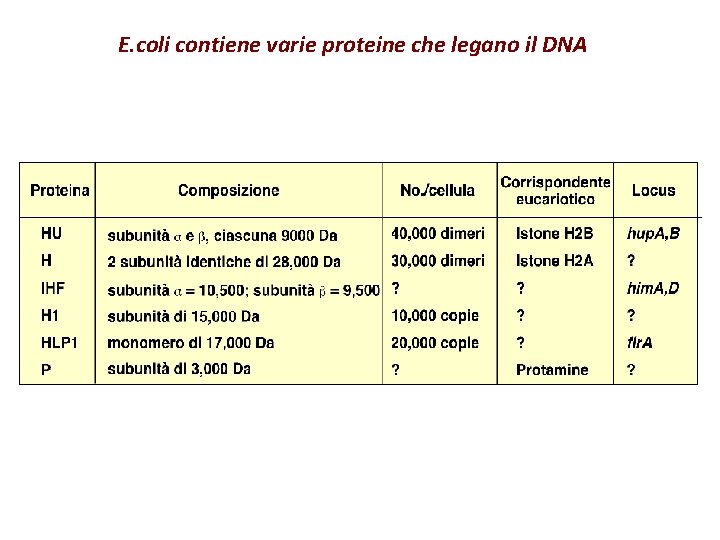 E. coli contiene varie proteine che legano il DNA 