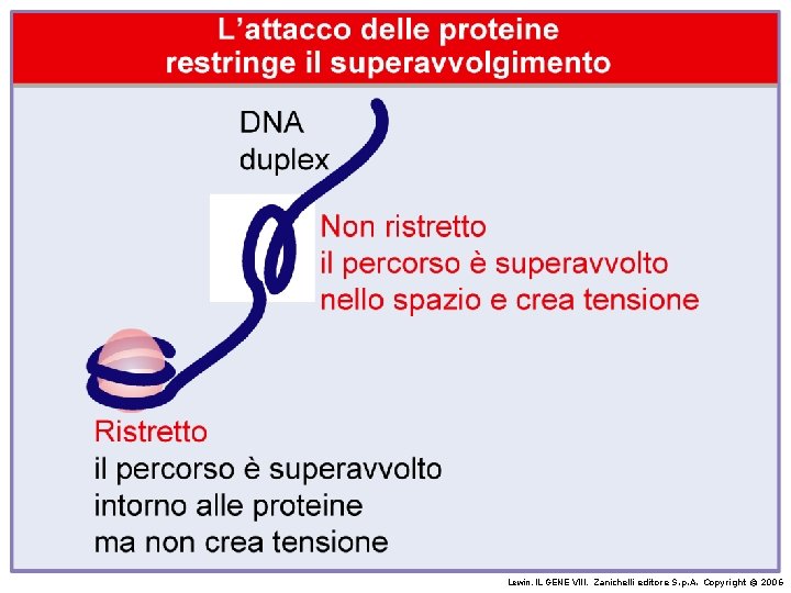 Lewin, IL GENE VIII, Zanichelli editore S. p. A. Copyright © 2006 