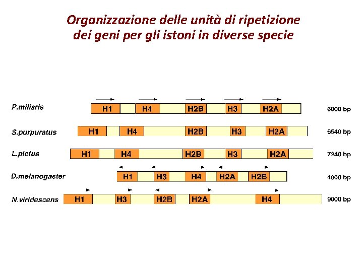 Organizzazione delle unità di ripetizione dei geni per gli istoni in diverse specie 