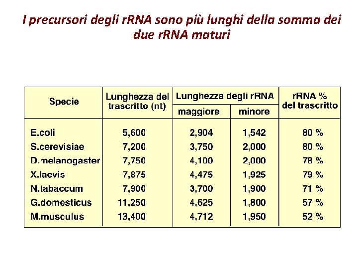 I precursori degli r. RNA sono più lunghi della somma dei due r. RNA