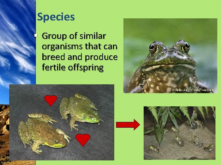 Species § Group of similar organisms that can breed and produce fertile offspring 