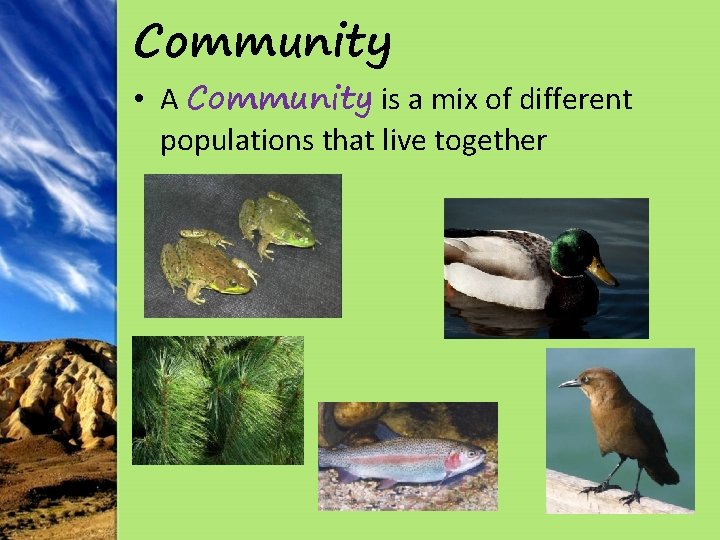 Community • A Community is a mix of different populations that live together 