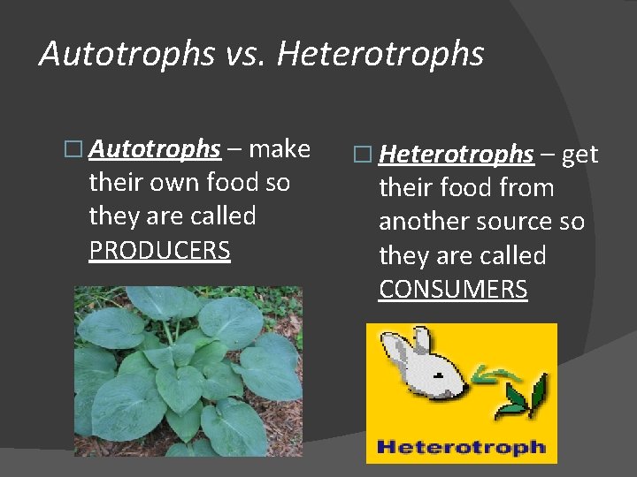 Autotrophs vs. Heterotrophs � Autotrophs – make their own food so they are called