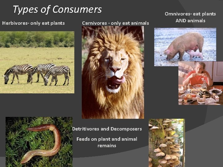 Types of Consumers Herbivores- only eat plants Carnivores - only eat animals Detritivores and