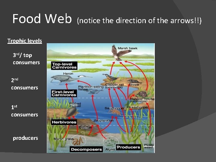 Food Web Trophic levels 3 rd/ top consumers 2 nd consumers 1 st consumers