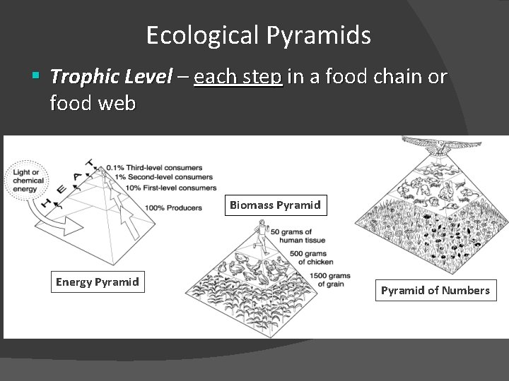 Ecological Pyramids § Trophic Level – each step in a food chain or food
