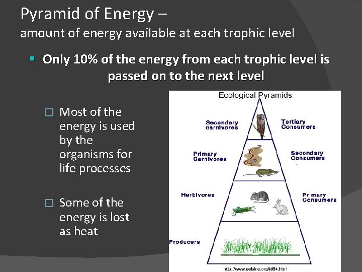 Pyramid of Energy – amount of energy available at each trophic level § Only