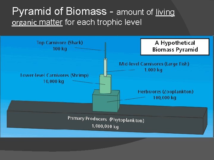 Pyramid of Biomass - amount of living organic matter for each trophic level 