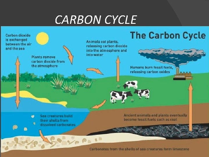 CARBON CYCLE 
