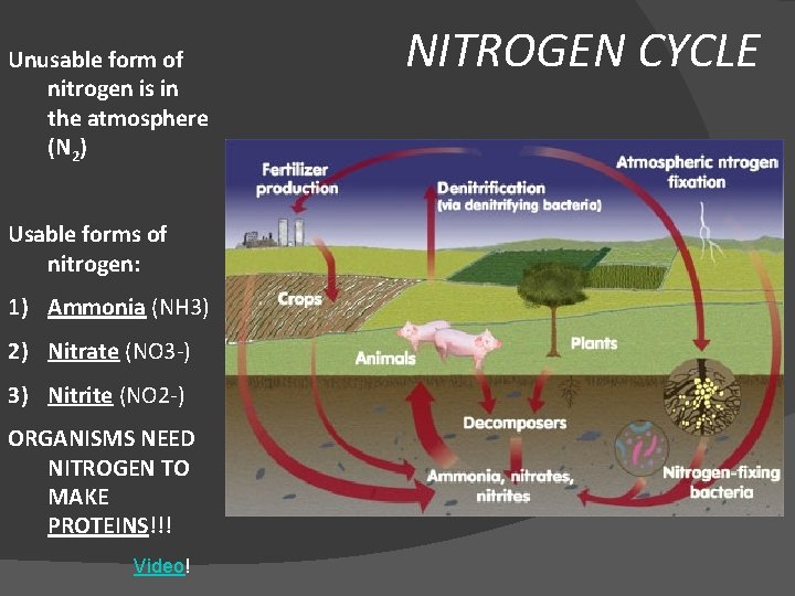 Unusable form of nitrogen is in the atmosphere (N 2) Usable forms of nitrogen: