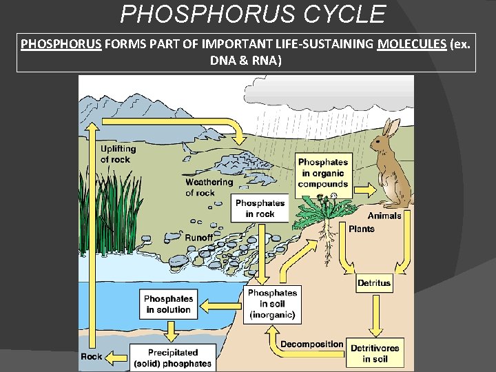 PHOSPHORUS CYCLE PHOSPHORUS FORMS PART OF IMPORTANT LIFE-SUSTAINING MOLECULES (ex. DNA & RNA) 