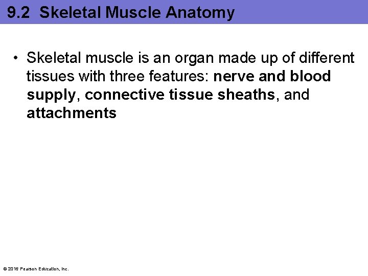 9. 2 Skeletal Muscle Anatomy • Skeletal muscle is an organ made up of