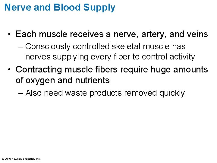 Nerve and Blood Supply • Each muscle receives a nerve, artery, and veins –