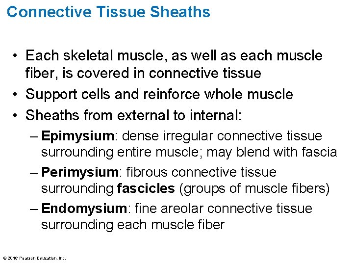 Connective Tissue Sheaths • Each skeletal muscle, as well as each muscle fiber, is