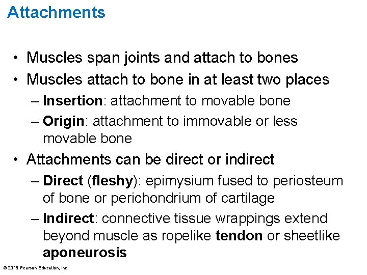 Attachments • Muscles span joints and attach to bones • Muscles attach to bone