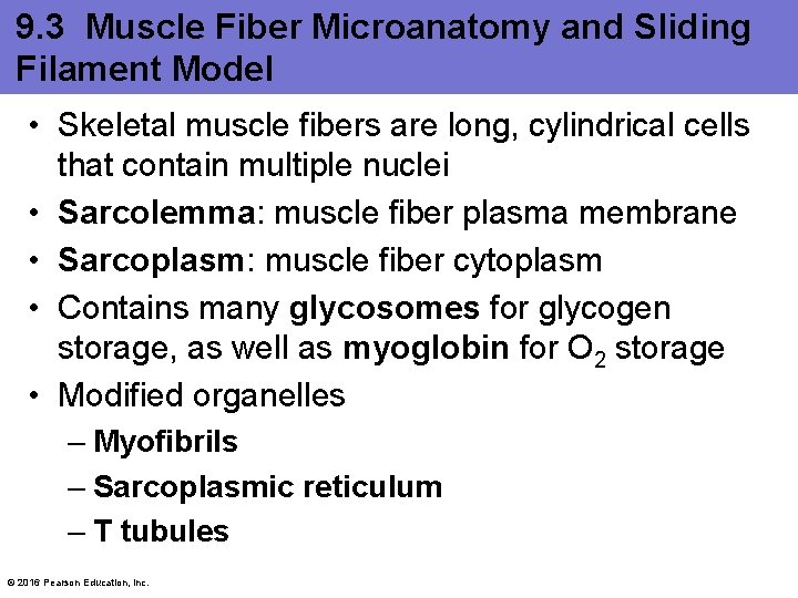 9. 3 Muscle Fiber Microanatomy and Sliding Filament Model • Skeletal muscle fibers are