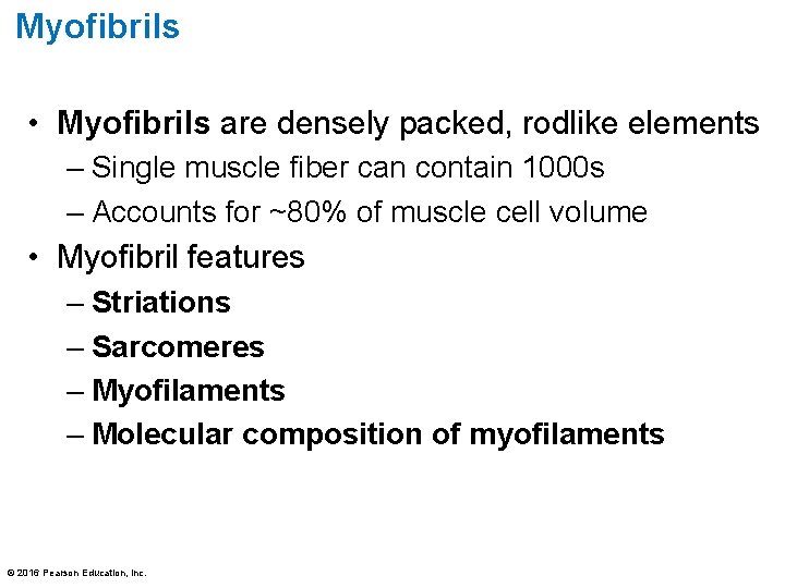 Myofibrils • Myofibrils are densely packed, rodlike elements – Single muscle fiber can contain