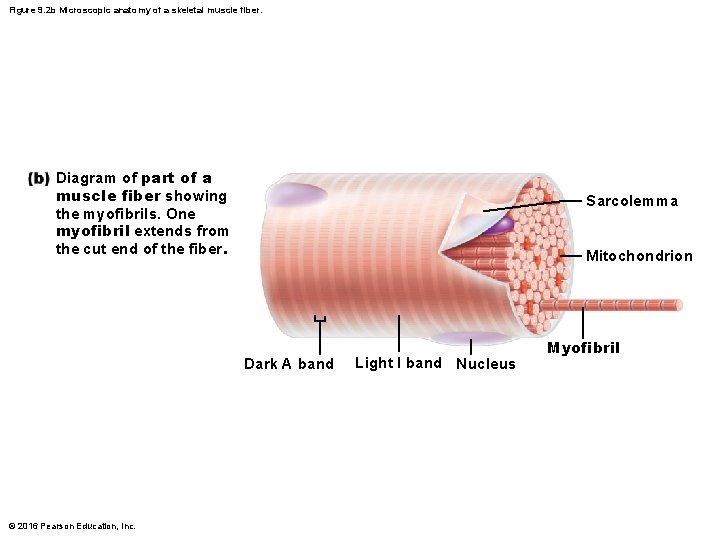 Figure 9. 2 b Microscopic anatomy of a skeletal muscle fiber. Diagram of part