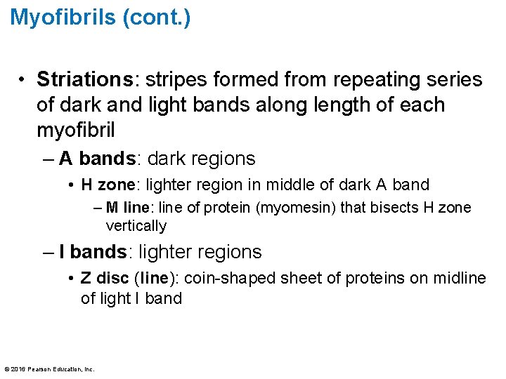 Myofibrils (cont. ) • Striations: stripes formed from repeating series of dark and light