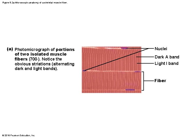 Figure 9. 2 a Microscopic anatomy of a skeletal muscle fiber. Photomicrograph of portions