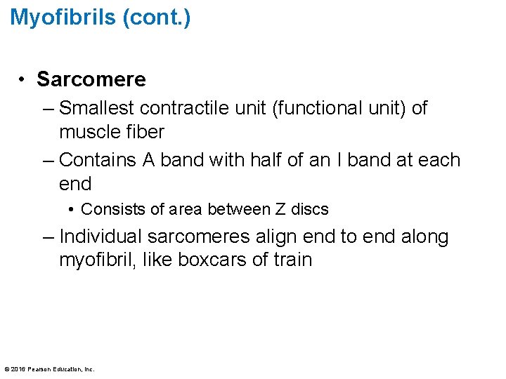 Myofibrils (cont. ) • Sarcomere – Smallest contractile unit (functional unit) of muscle fiber