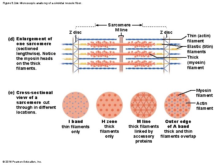 Figure 9. 2 de Microscopic anatomy of a skeletal muscle fiber. Z disc Sarcomere