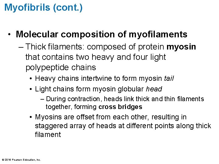 Myofibrils (cont. ) • Molecular composition of myofilaments – Thick filaments: composed of protein