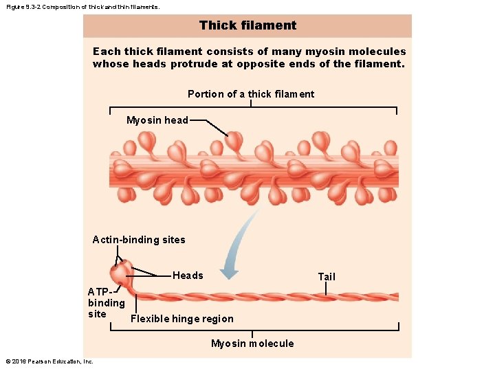 Figure 9. 3 -2 Composition of thick and thin filaments. Thick filament Each thick