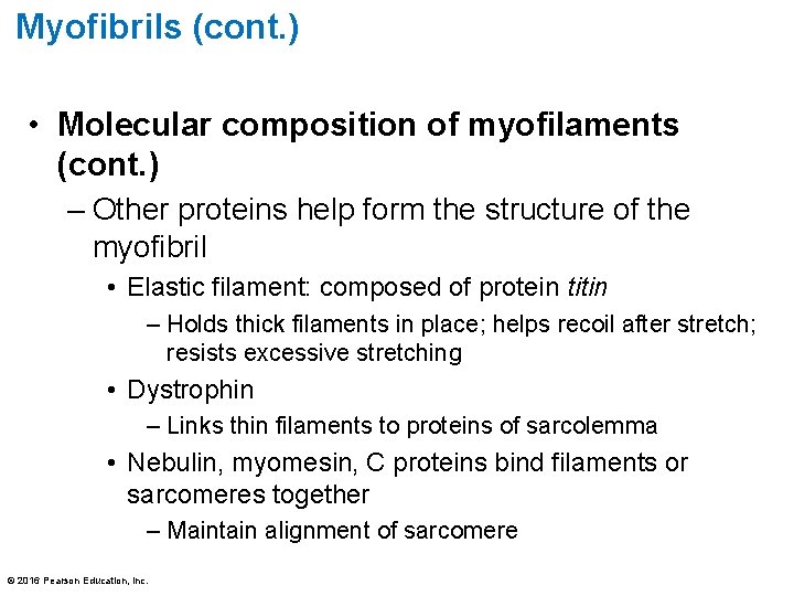 Myofibrils (cont. ) • Molecular composition of myofilaments (cont. ) – Other proteins help