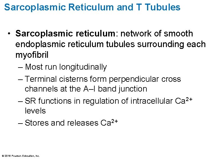 Sarcoplasmic Reticulum and T Tubules • Sarcoplasmic reticulum: network of smooth endoplasmic reticulum tubules