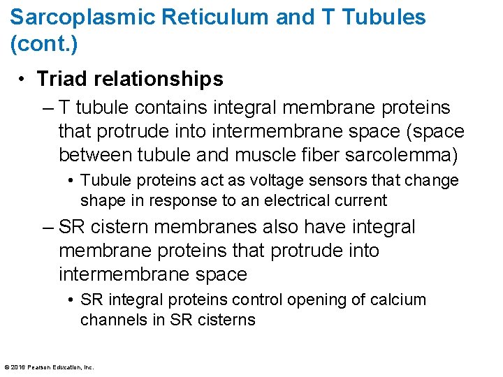 Sarcoplasmic Reticulum and T Tubules (cont. ) • Triad relationships – T tubule contains
