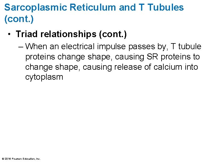 Sarcoplasmic Reticulum and T Tubules (cont. ) • Triad relationships (cont. ) – When