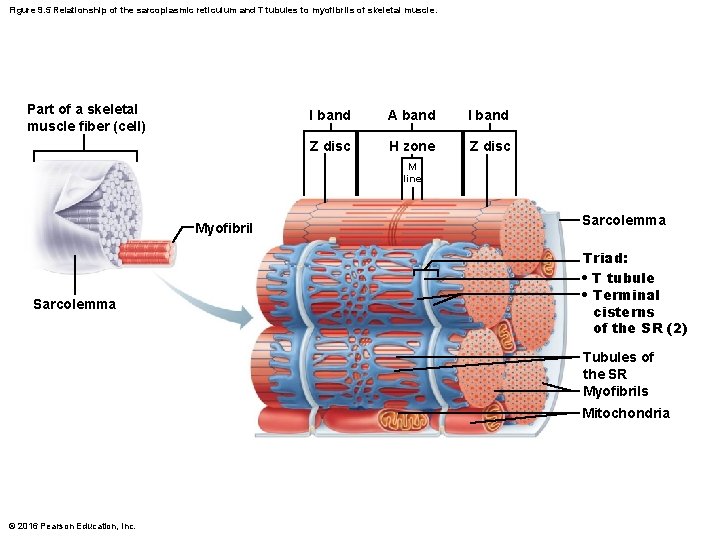 Figure 9. 5 Relationship of the sarcoplasmic reticulum and T tubules to myofibrils of