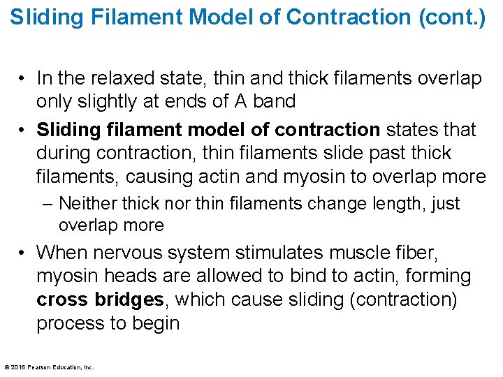 Sliding Filament Model of Contraction (cont. ) • In the relaxed state, thin and