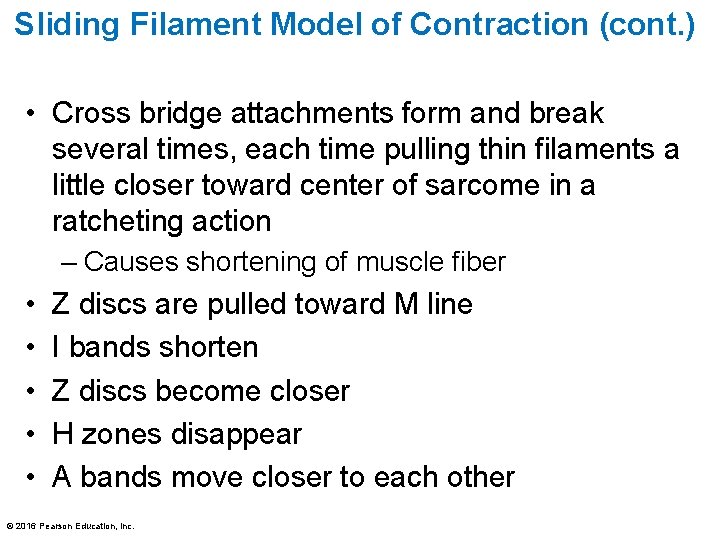 Sliding Filament Model of Contraction (cont. ) • Cross bridge attachments form and break