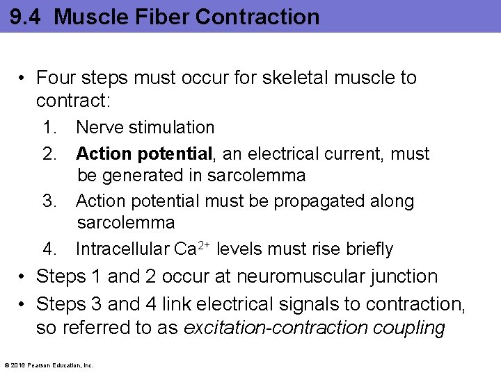 9. 4 Muscle Fiber Contraction • Four steps must occur for skeletal muscle to