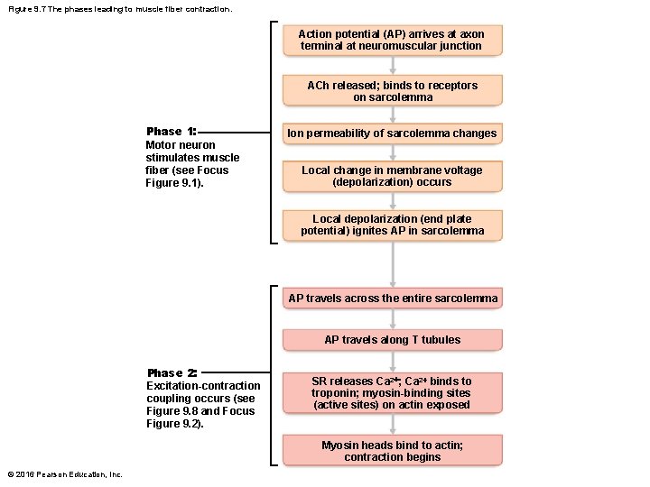 Figure 9. 7 The phases leading to muscle fiber contraction. Action potential (AP) arrives