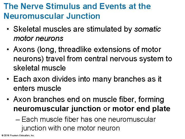 The Nerve Stimulus and Events at the Neuromuscular Junction • Skeletal muscles are stimulated