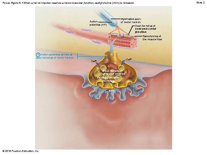 Slide 2 Focus Figure 9. 1 When a nerve impulse reaches a neuromuscular junction,