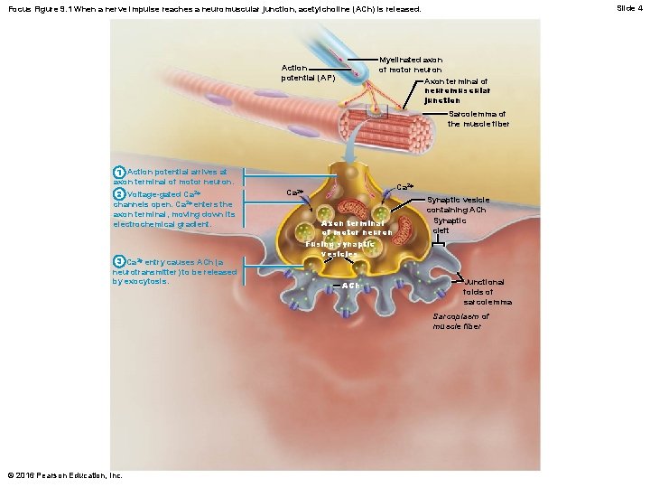 Slide 4 Focus Figure 9. 1 When a nerve impulse reaches a neuromuscular junction,