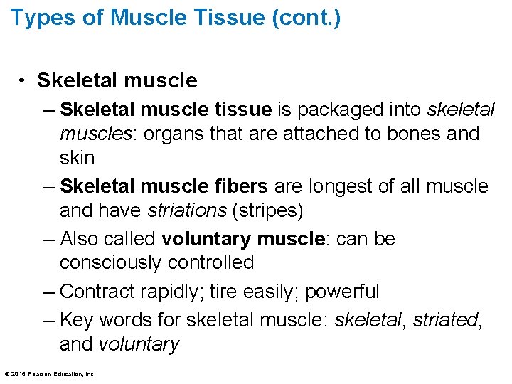 Types of Muscle Tissue (cont. ) • Skeletal muscle – Skeletal muscle tissue is