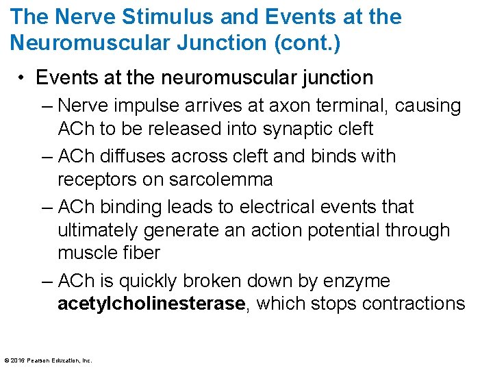 The Nerve Stimulus and Events at the Neuromuscular Junction (cont. ) • Events at