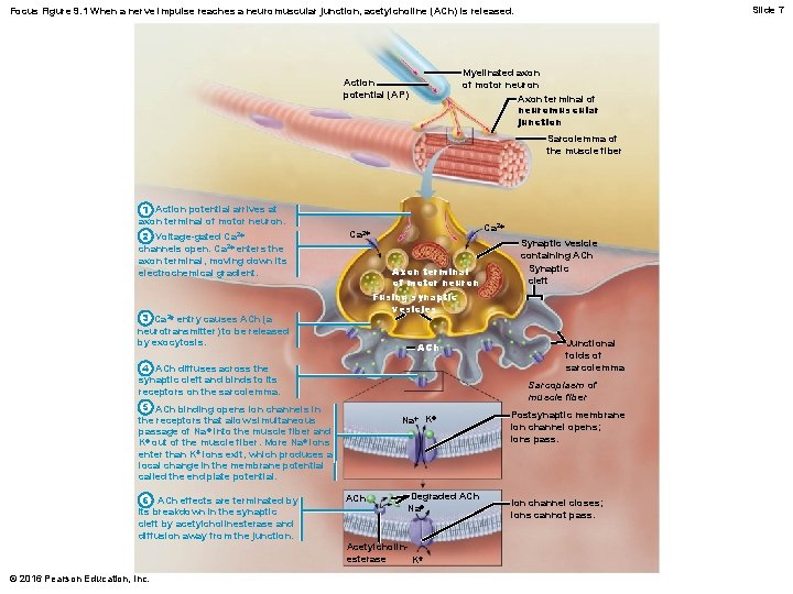 Slide 7 Focus Figure 9. 1 When a nerve impulse reaches a neuromuscular junction,