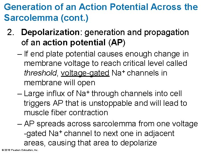 Generation of an Action Potential Across the Sarcolemma (cont. ) 2. Depolarization: generation and