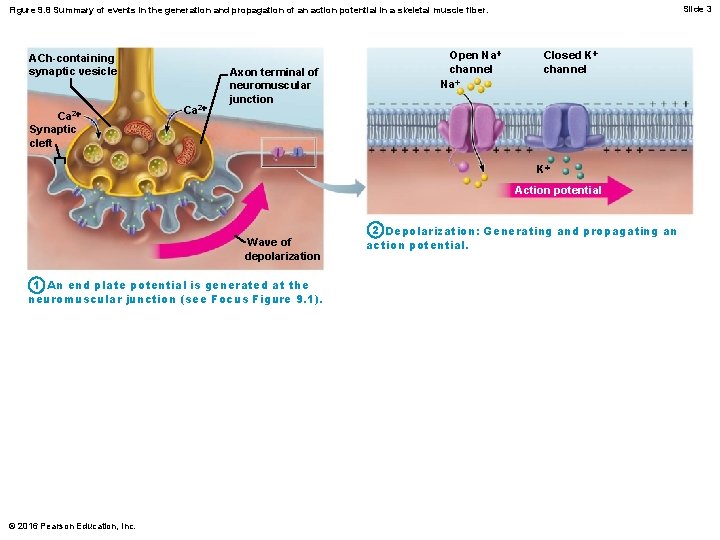 Slide 3 Figure 9. 8 Summary of events in the generation and propagation of