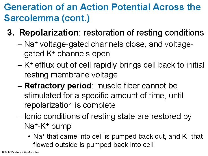 Generation of an Action Potential Across the Sarcolemma (cont. ) 3. Repolarization: restoration of