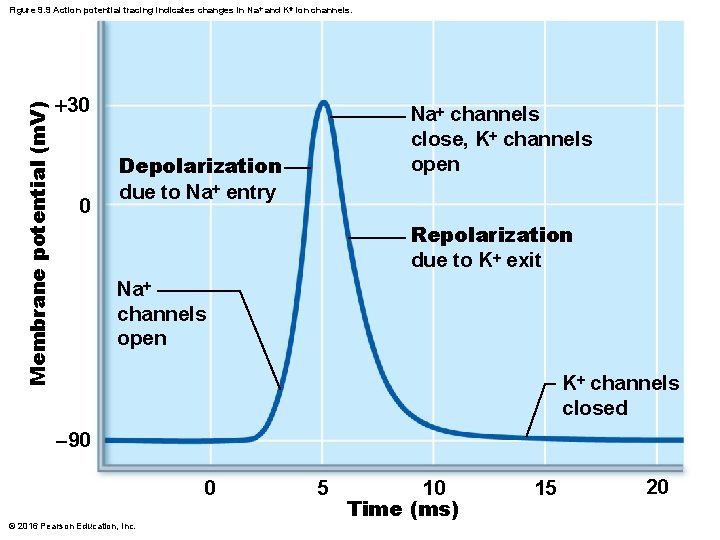 Membrane potential (m. V) Figure 9. 9 Action potential tracing indicates changes in Na+